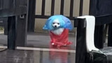 "Petualangan Anak Anjing Pulang Saat Hujan"