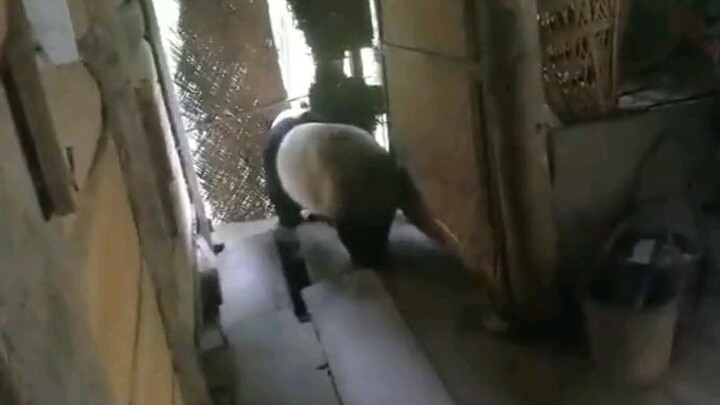 【Panda】Not everyone in China rears a panda！Foreigners：Let's see you explain this！We're so envious！