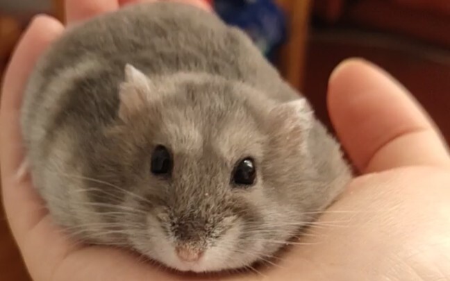 Oh my god, this is a fake mouse—so well-behaved when you pet it!