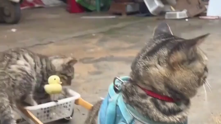 “Dari Mencuri dan Memakan Ikan Mas Kecil hingga Menjadi Kucing yang Dikirim ke Kamp Kerja Paksa: Jal