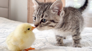 Ketika kucing imut pertama kali bertemu anak ayam