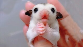 Fly up and give a hug!