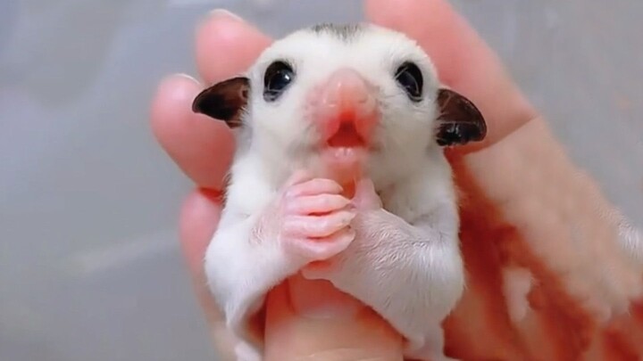 Terbanglah dan peluklah