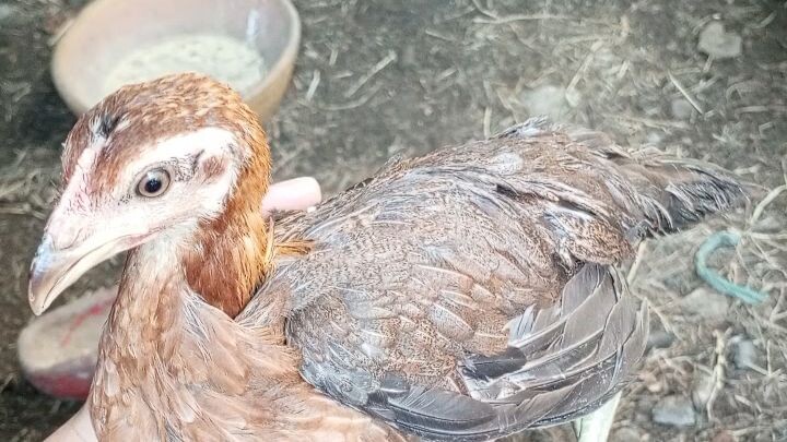 FOR SALE PO 2months old 2x winner cross sa melsim imported 1k nalang dalawa