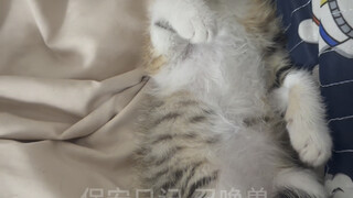 Bored kitten