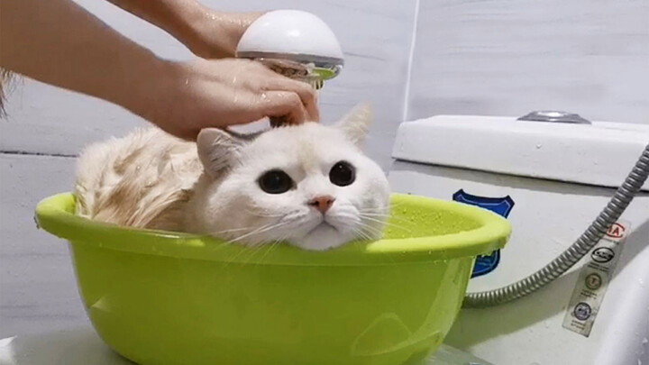 [Animals]Give My Little Kitty a Bath