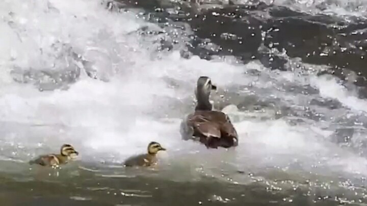 Mother Duck: I said I didn’t leave like this when I came here.