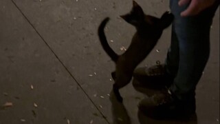 When the "Cat Allocation System" insists on shoving a cat onto you...