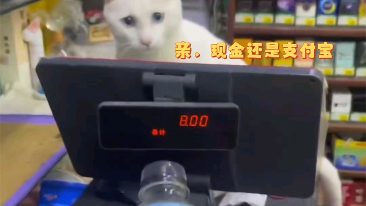 Cat: Honey, Alipay or cash?