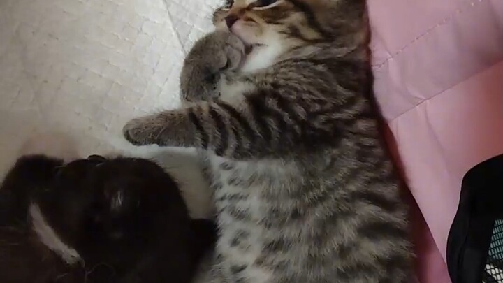 Nó đang ăn tay kìa, đáng yêu muốn chết luôn!
