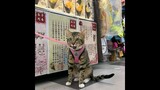 Super Hyper Cute Very Cute Cat Pusa Gato Kitten Meow Short Video this Good Friday Holy Week