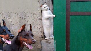Funniest Cats 😹- Best Of The 2022 Funny Cat and Dog Videos 😂- Family Cats