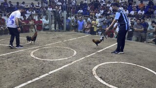 Golden bulik 2nd fight SJC