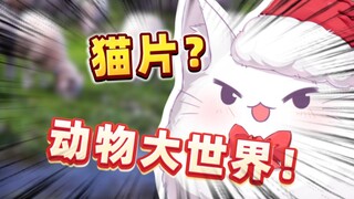 猫猫去拍猫片了？错误的，是动物世界！