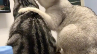 Mengapa kucing sangat lucu