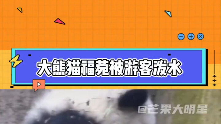 How could anyone bear to splash water on a giant panda? Xiao Fuyuan is really so upset.