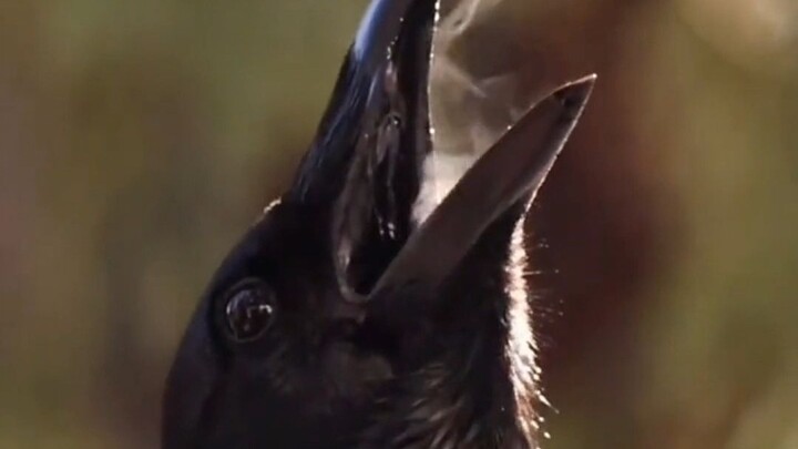 Quạ là loài chim lợi ích bị hiểu lầm suốt hàng trăm năm qua