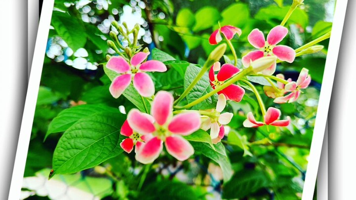 Flowers 💐