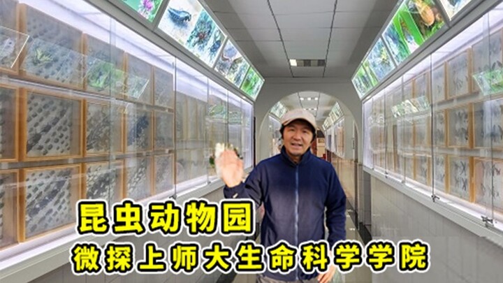 Những con gián biết “phát ra âm thanh” ~ Viên Thám đến thăm “Vườn thú côn trùng” của Học viện Khoa h