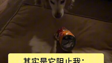 抚慰犬：不是在护食 而是在乎你