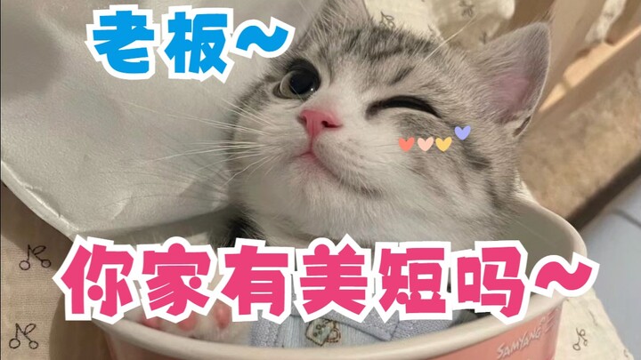 Boss, do you have any American Shorthairs?