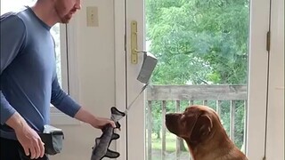 The first thing the dog does after learning to open the door is... I didn't expect you to be such a 