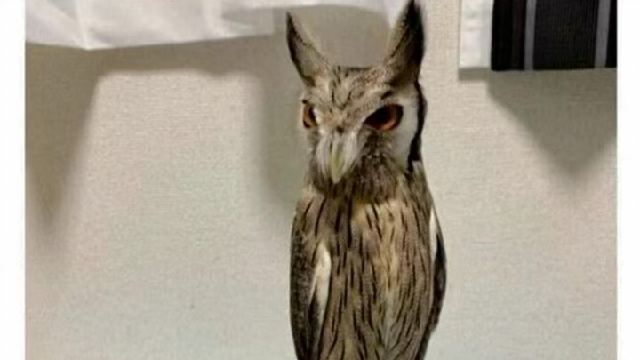 พบศัตรู vs ยืนยันว่าเป็นเจ้านาย!