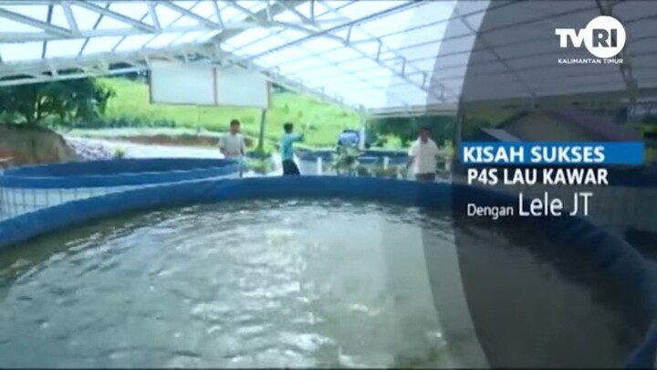 Kisah Sukses P4S Lau Kawar Dengan Lele JT | Agrobis TVRI Kaltim (Juni 2019)