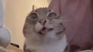 ⚡地球生物迷惑行为鉴赏⚡46