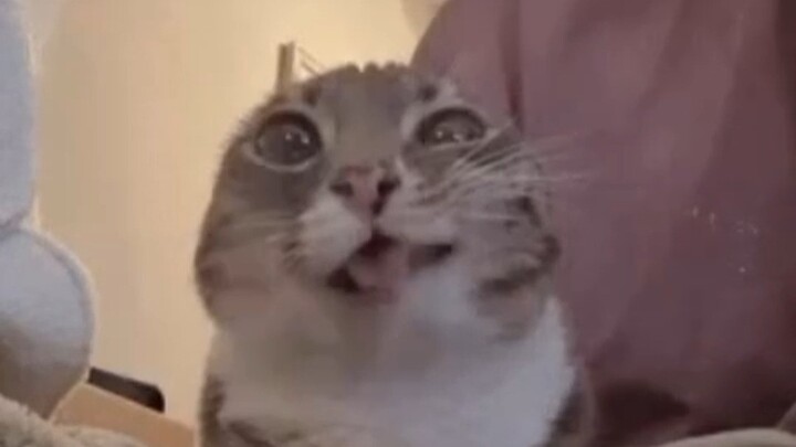 ⚡地球生物迷惑行为鉴赏⚡46