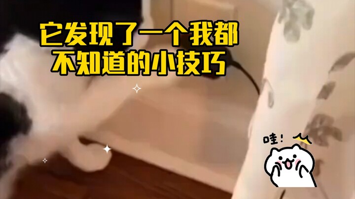 ตัดไฟแล้วรีสตาร์ท อาหารแมวก็มา! แมวฉลาดสุดๆ เข้าไปติดบั๊กแล้วกินอาหารเองได้! มันค้นพบเคล็ดลับเล็กๆ ท
