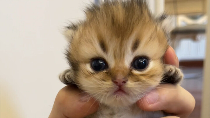 Let me show you my little baby.