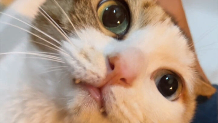 Kalau air keran di rumahmu juga berasa aneh, segera bawa kucingmu pergi ke dokter TCM! 555555