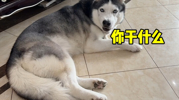 ปิดแอร์กะทันหัน น้องฮัสกี้โกรธมาก
