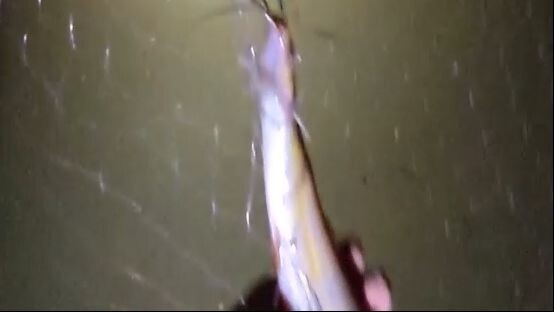 রাতে কারেন্ট জাল দিয়ে বড় বড় শিং ও কৈ মাছ ধরা