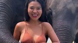 she love huge elephants