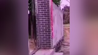 Tội ham chơi nè funny  chó_cưng