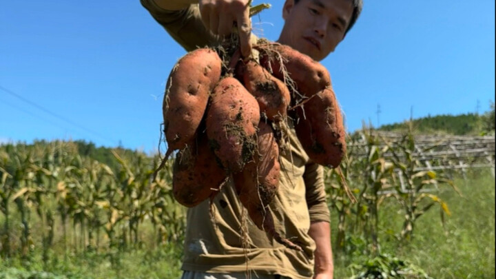 Piggy friends, it’s mealtime! Let’s enjoy some delicious food today!