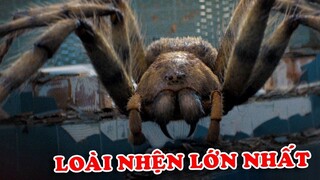 10 Loài Nhện Khổng Lồ Tàn Bạo Nhất Bạn Không Nên Gặp Bao Giờ