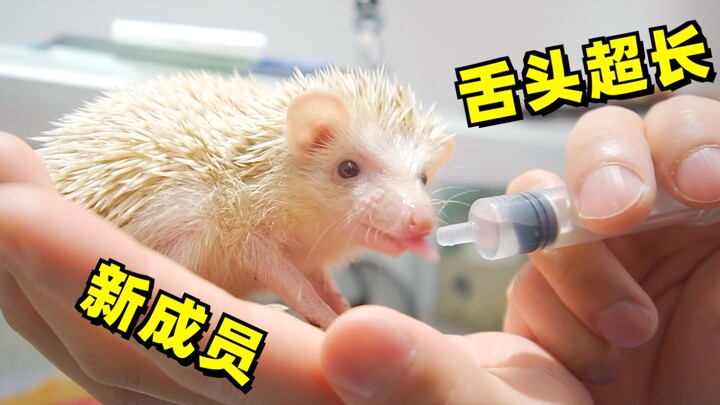 How greedy can a hedgehog be! It won't even let medicine go!