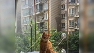 Mèo và những biểu cảm khó đỡ 4