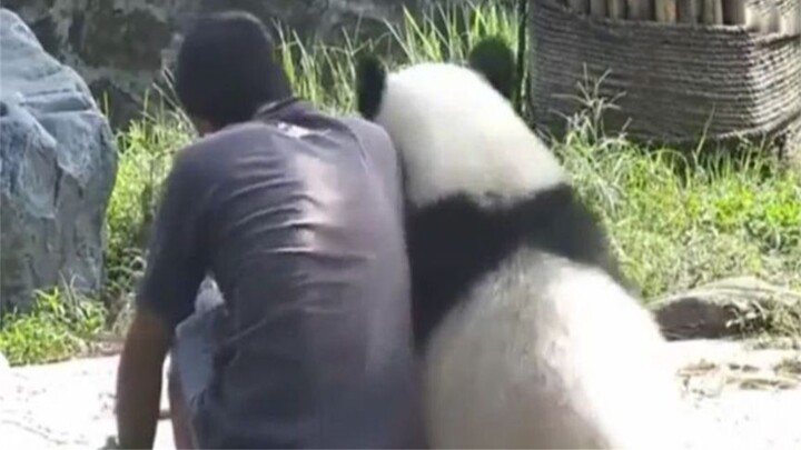 The panda sat down next to the zookeeper, only to be shoved away with a single palm—Panda: “Don’t yo