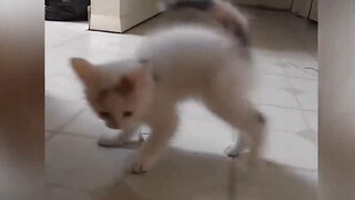 Cười cùng vinh động vật hài hước phần 24