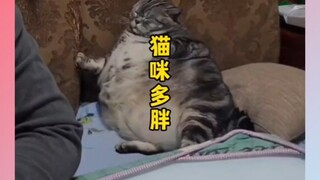 那些胖成煤气罐的猫咪，到底还能胖成什么样呢？