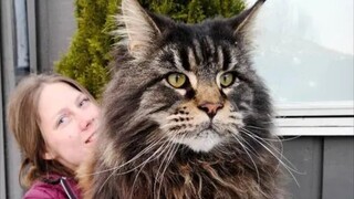 Teriakan Nyata Kucing Maine Coon di Luar Negeri, Bengbu Tercengang Setelah Mendengarnya