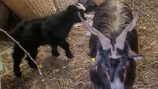 Himalayan Goat