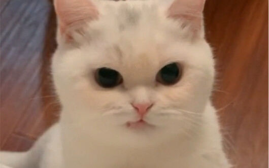 Even little kittens can give you a seductive smile.