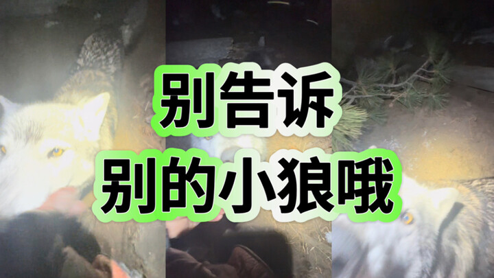 قبل النوم، أعدّي طبقًا خاصًا للذئب الصغير! الذئب الصغير المطيع سيحصل على بسكويت لذيذ!