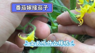 把野生番茄花嫁接到茄子上，居然长成这样了