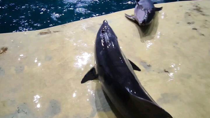 [Animals]A calf tried to knock the keeper into the water...